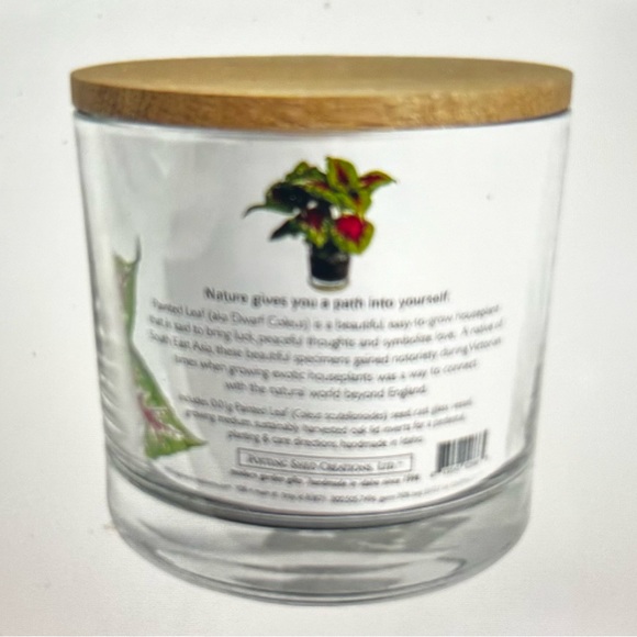 Painted Leaf Houseplant Kit by Potting Shed - Picture 2 of 5